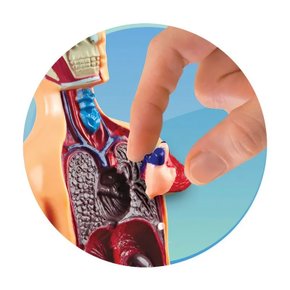 Jogo Educativo Lab Corpo Humano Estrela