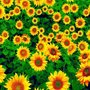 Tnt Estampado Flores Girassol 1 Metro Mewi Tnt Estampado Flores Girassol 1 Metro Mewi